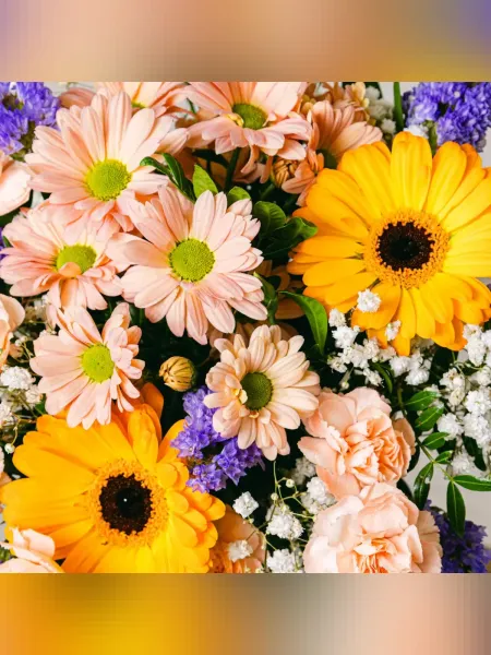 Güneşli Gerbera