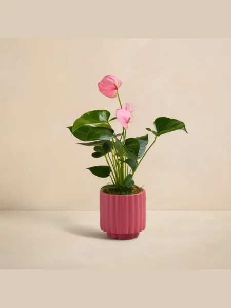 Pembe Antoryum