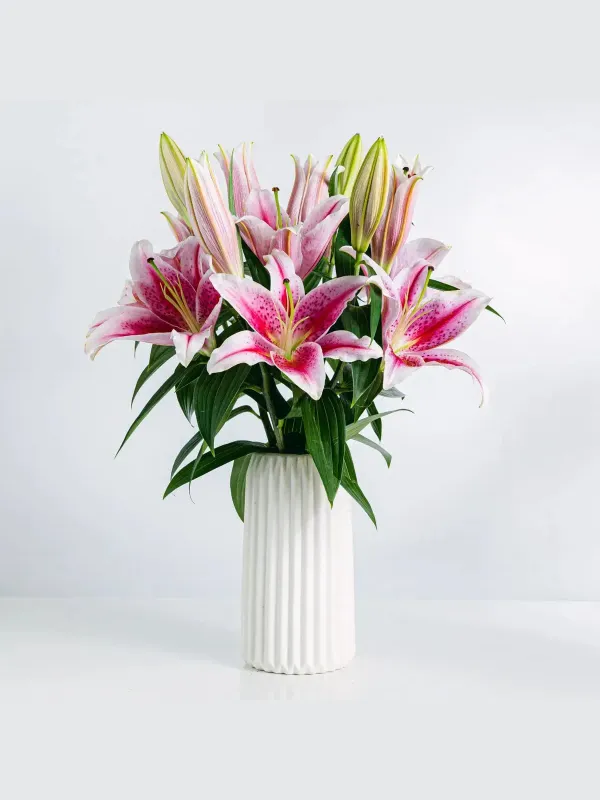 Pembe Lilyum