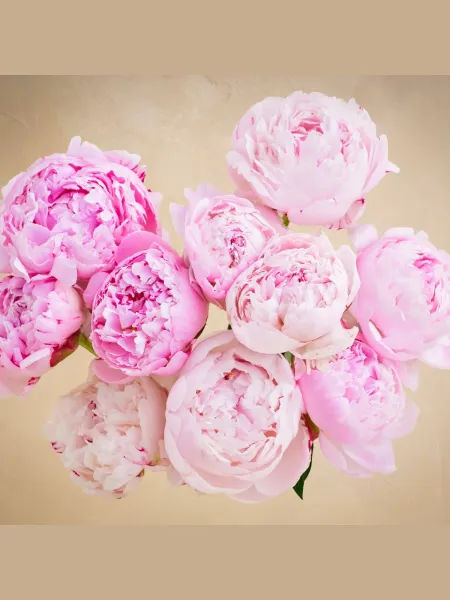 Pembe Şakayık